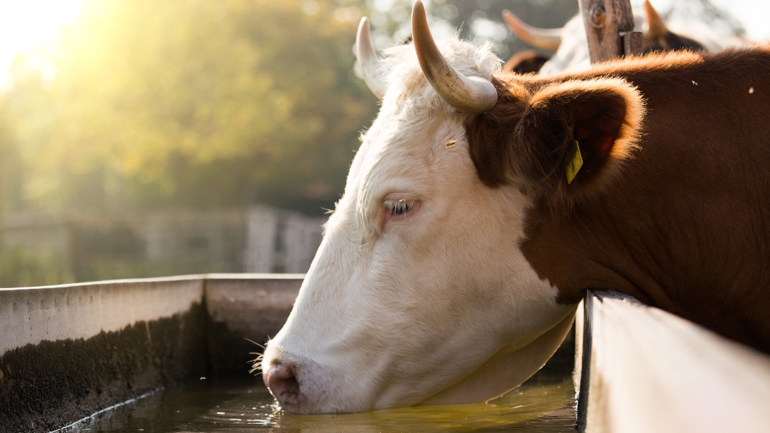 agua en la ganadería